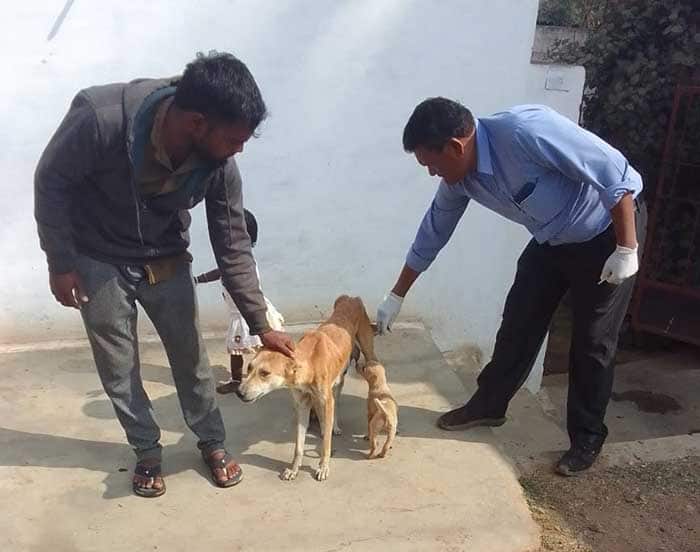 स्वास्थ्य, सुरक्षा और संवेदनशीलता: अहिवारा में पशु-कल्याण की पहल स्वास्थ्य, सुरक्षा और संवेदनशीलता: अहिवारा में पशु-कल्याण की पहल