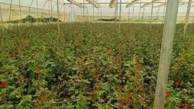 मिट्टी से महकता भविष्य: किसानों की खुशबूदार खेती