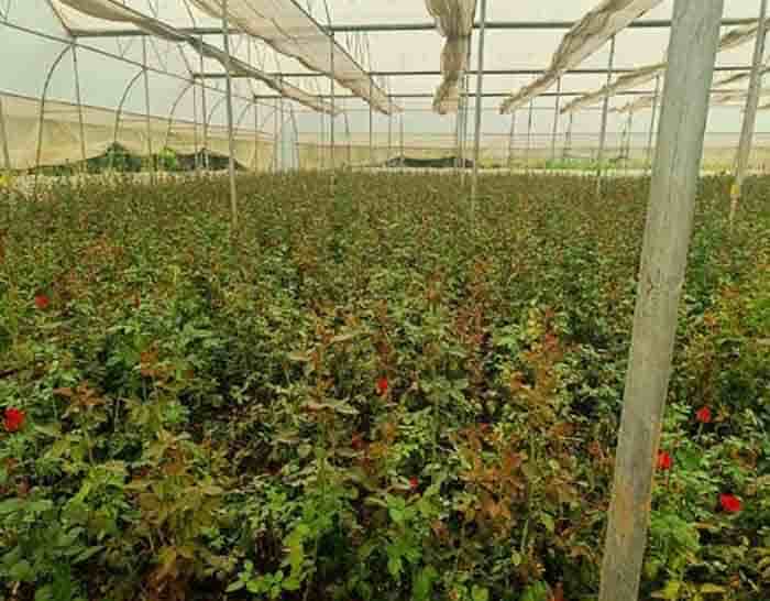 मिट्टी से महकता भविष्य: किसानों की खुशबूदार खेती