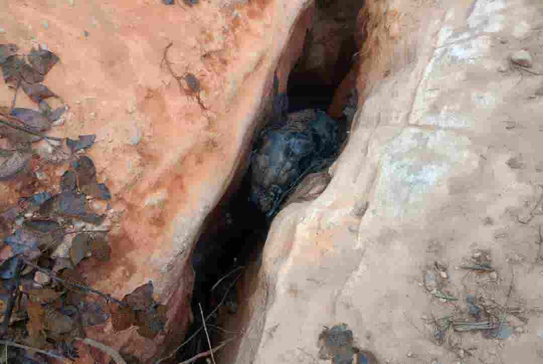 वन्य जीवन पर सवाल, हाथी के शावक की मौत ने बढ़ाई चिंता वन्य जीवन पर सवाल, हाथी के शावक की मौत ने बढ़ाई चिंता