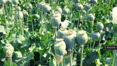 नशे पर प्रहार – कानून की सख्ती से थमी अवैध खेती की रफ्तार नशे पर प्रहार – कानून की सख्ती से थमी अवैध खेती की रफ्तार