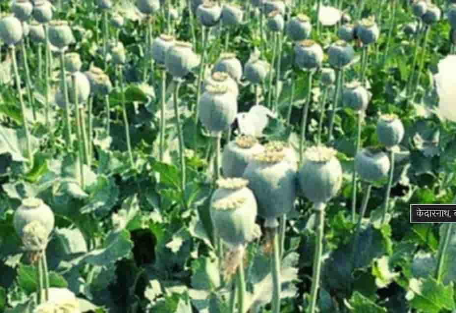 नशे पर प्रहार – कानून की सख्ती से थमी अवैध खेती की रफ्तार नशे पर प्रहार – कानून की सख्ती से थमी अवैध खेती की रफ्तार