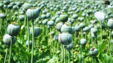 नशे के खिलाफ सख्ती—बलरामपुर में अफीम की खेती पर चला प्रशासन का डंडा