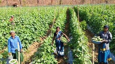 छोटे खेत से बड़ी सफलता: खीरे की खेती से चमकी सुभद्रा की किस्मत छोटे खेत से बड़ी सफलता: खीरे की खेती से चमकी सुभद्रा की किस्मत