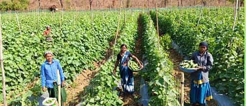 छोटे खेत से बड़ी सफलता: खीरे की खेती से चमकी सुभद्रा की किस्मत छोटे खेत से बड़ी सफलता: खीरे की खेती से चमकी सुभद्रा की किस्मत