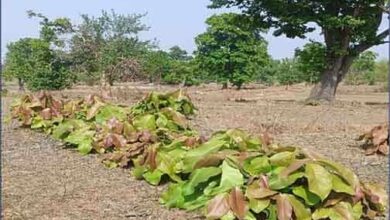 जंगल से समृद्धि तक: हरे सोने से बढ़ेगा जीवन स्तर