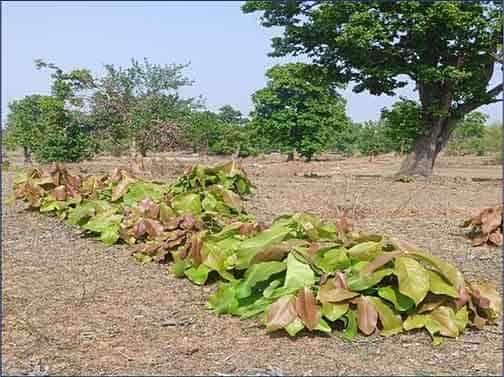 जंगल से समृद्धि तक: हरे सोने से बढ़ेगा जीवन स्तर