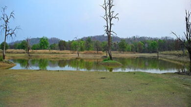 तपती धरती पर जीवन की बूंद—बारनवापारा बना वन्यजीवों का सहारा