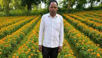 खेतों में खिले फूल, मुनाफे की खुशबू—नई खेती ने बदली तस्वीर