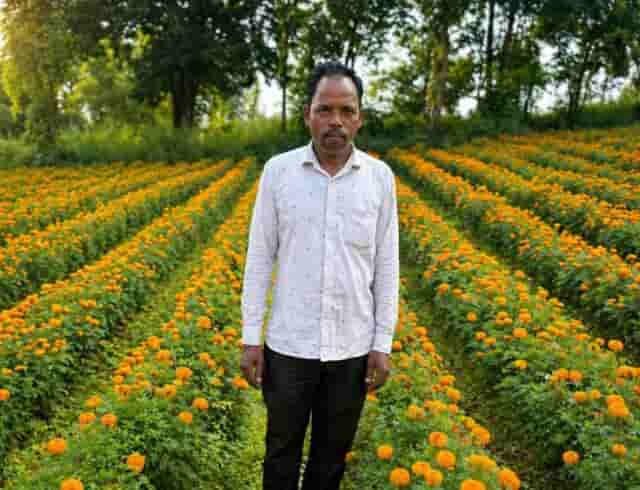 खेतों में खिले फूल, मुनाफे की खुशबू—नई खेती ने बदली तस्वीर