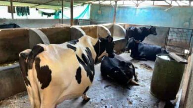 मेहनत की मिट्टी से उगी कामयाबी—ललित यादव बने मल्टी-फार्मिंग के नायक