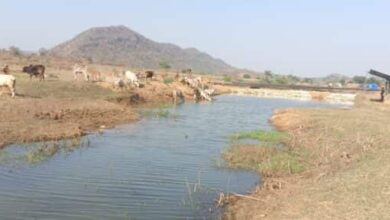 पानी से समृद्धि: पनारी नाले के पुनर्जीवन से गांव में आई खुशहाली