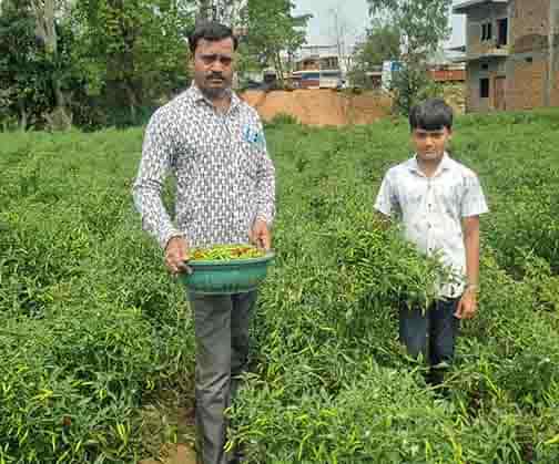 डोलनारायण की जैविक मिर्च से अच्छी कमाई हो रही