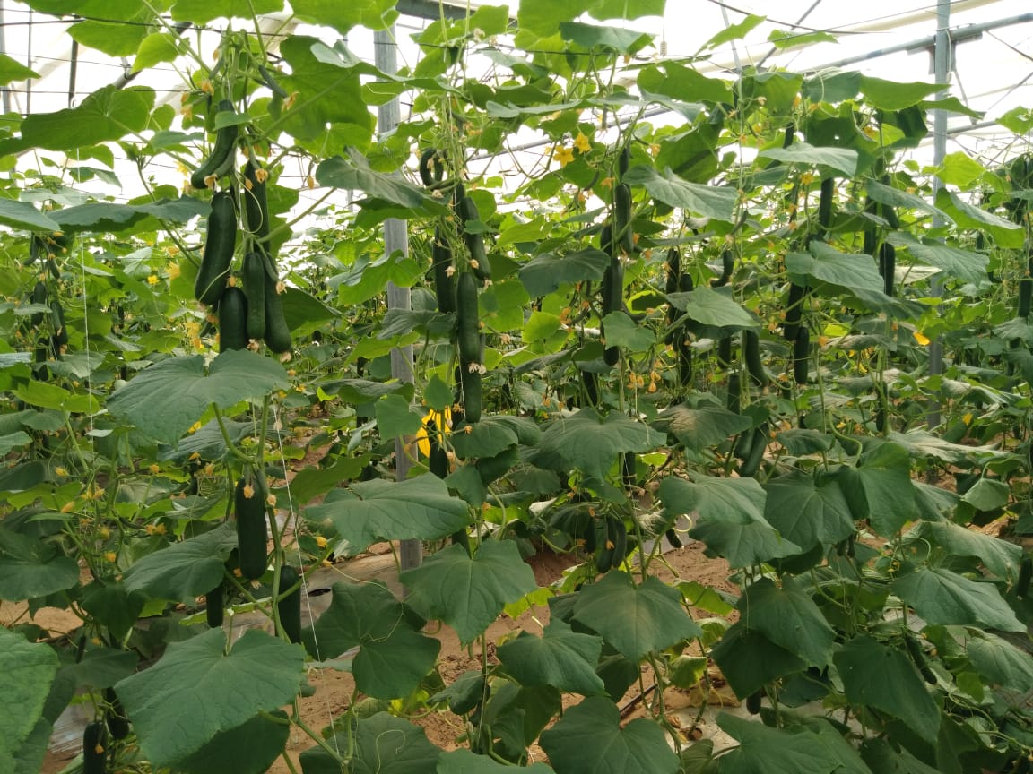 मेहनत को मिली नई पहचान: उद्यानिकी योजना बनी कमार किसान की सफलता की कुंजी