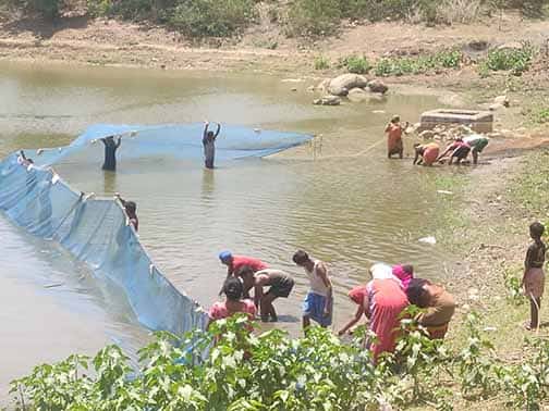 तालाबों से तरक्की तक— मत्स्य पालन बन रहा समृद्धि और रोजगार का नया आधार तालाबों से तरक्की तक— मत्स्य पालन बन रहा समृद्धि और रोजगार का नया आधार