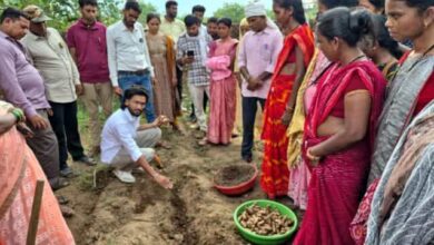 पीली फसल से सुनहरा भविष्य— वैज्ञानिक खेती के सहारे समृद्धि की ओर बढ़ते किसान