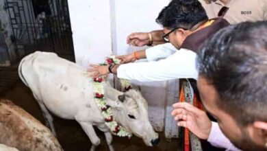 सेवा, संस्कार और संवेदना का संगम — जन्मदिवस पर गौ-सेवा में जुटे ओपी चौधरी