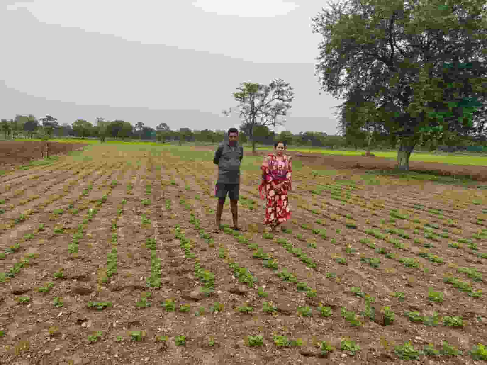 मेहनत को मिला मुनाफे का साथ, लाभकारी फसलों ने किसानों के सपनों को दी नई उड़ान मेहनत को मिला मुनाफे का साथ, लाभकारी फसलों ने किसानों के सपनों को दी नई उड़ान