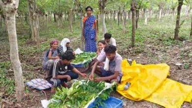 कोसा से समृद्धि की ओर—5,700 स्वस्थ तसर डिम्ब समूहों ने बढ़ाई रेशम उत्पादकों की उम्मीदें कोसा से समृद्धि की ओर—5,700 स्वस्थ तसर डिम्ब समूहों ने बढ़ाई रेशम उत्पादकों की उम्मीदें