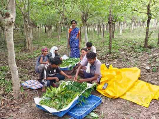 कोसा से समृद्धि की ओर—5,700 स्वस्थ तसर डिम्ब समूहों ने बढ़ाई रेशम उत्पादकों की उम्मीदें