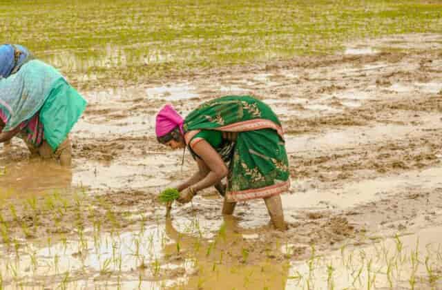 किसानों के लिए बड़ी राहत! झमाझम बारिश से खेती को मिली नई उम्मीद