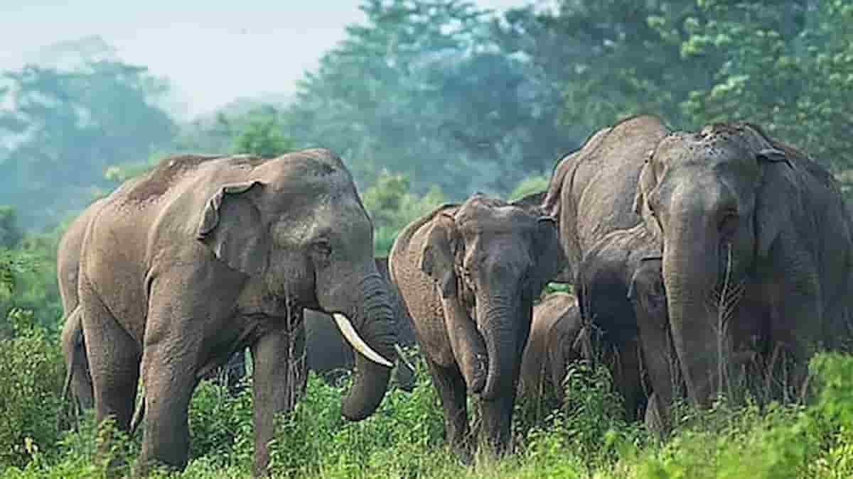 AI ने किया बड़ा बदलाव! हाथी-मानव संघर्ष पर लगी लगाम, कई गांव हुए सुरक्षित AI ने किया बड़ा बदलाव! हाथी-मानव संघर्ष पर लगी लगाम, कई गांव हुए सुरक्षित