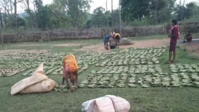 तेन्दूपत्ता बना तरक्की की राह, अबुझमाड़ के 22 गांवों में नई पहल से खिले उम्मीद के पत्ते तेन्दूपत्ता बना तरक्की की राह, अबुझमाड़ के 22 गांवों में नई पहल से खिले उम्मीद के पत्ते