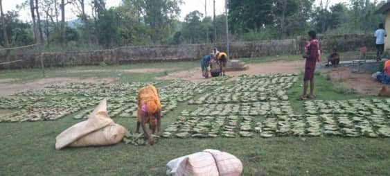 तेन्दूपत्ता बना तरक्की की राह, अबुझमाड़ के 22 गांवों में नई पहल से खिले उम्मीद के पत्ते तेन्दूपत्ता बना तरक्की की राह, अबुझमाड़ के 22 गांवों में नई पहल से खिले उम्मीद के पत्ते