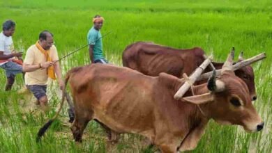 माटी की खुशबू, खेतों की हरियाली—मुख्यमंत्री साय के दिल में बसती है खेती-किसानी