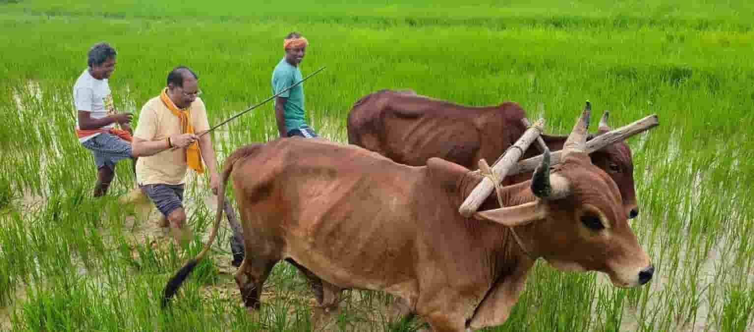माटी की खुशबू, खेतों की हरियाली—मुख्यमंत्री साय के दिल में बसती है खेती-किसानी माटी की खुशबू, खेतों की हरियाली—मुख्यमंत्री साय के दिल में बसती है खेती-किसानी