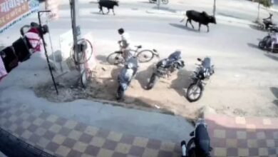 सुप्रीम कोर्ट ने लावारिस पशुओं से होने वाले सड़क हादसों पर जताई गंभीर चिंता