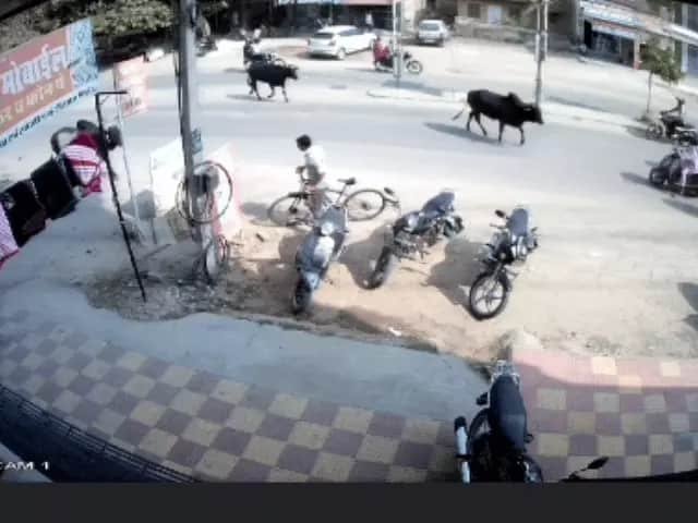 सुप्रीम कोर्ट ने लावारिस पशुओं से होने वाले सड़क हादसों पर जताई गंभीर चिंता