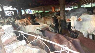 पशु क्रूरता पर बड़ा एक्शन! हेमाबंद में प्रशासन ने दिखाई सख्ती