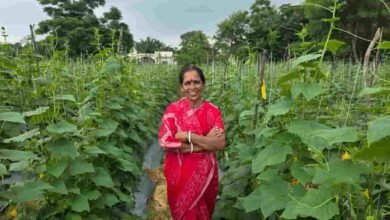 मिट्टी से समृद्धि तक का सफर, खीरे की खेती ने सुभद्रा मंडल को दी आत्मनिर्भरता की नई पहचान