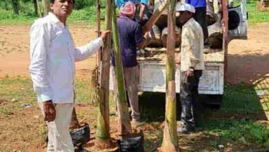 77 पाम वृक्ष, हजारों दीप और सेवा का संकल्प—अहिवारा रचेगा रोशनी की नई तस्वीर 77 पाम वृक्ष, हजारों दीप और सेवा का संकल्प—अहिवारा रचेगा रोशनी की नई तस्वीर