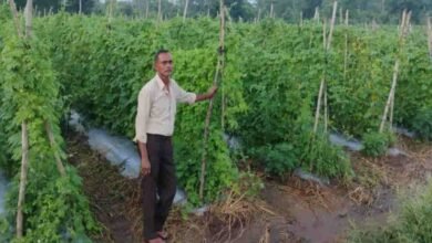 करेले की खेती से चमकी किस्मत! नारायण प्रसाद वर्मा ने उन्नत खेती से बढ़ाई कमाई करेले की खेती से चमकी किस्मत! नारायण प्रसाद वर्मा ने उन्नत खेती से बढ़ाई कमाई