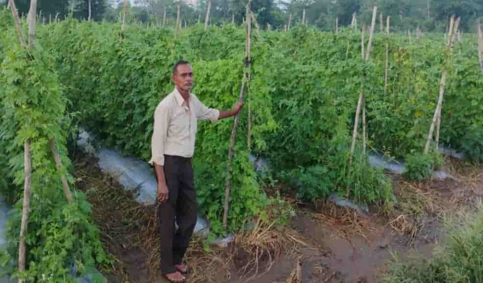 करेले की खेती से चमकी किस्मत! नारायण प्रसाद वर्मा ने उन्नत खेती से बढ़ाई कमाई करेले की खेती से चमकी किस्मत! नारायण प्रसाद वर्मा ने उन्नत खेती से बढ़ाई कमाई