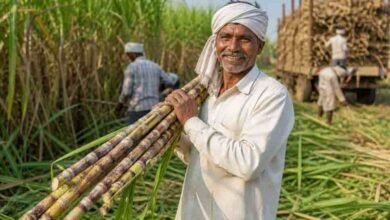 गन्ना मूल्य में छत्तीसगढ़ देश में अव्वल, किसानों को अब मिलेगा 425 रुपये प्रति क्विंटल गन्ना मूल्य में छत्तीसगढ़ देश में अव्वल, किसानों को अब मिलेगा 425 रुपये प्रति क्विंटल