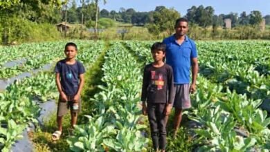 फूलगोभी की खेती से चमकी किस्मत, प्रमोद सिंह ने कमाए 1.50 लाख रुपए
