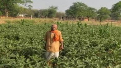 धान से बैंगन तक सफलता की नई कहानी, नवाचार ने फागूराम की कमाई में जोड़े ₹20 हजार धान से बैंगन तक सफलता की नई कहानी, नवाचार ने फागूराम की कमाई में जोड़े ₹20 हजार