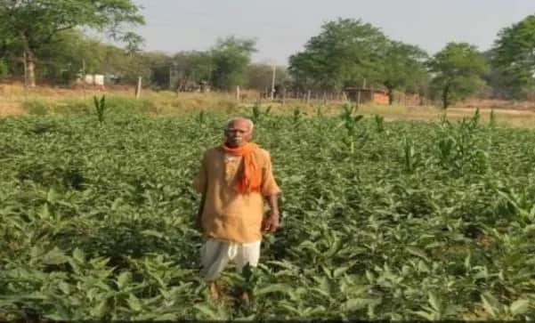 धान से बैंगन तक सफलता की नई कहानी, नवाचार ने फागूराम की कमाई में जोड़े ₹20 हजार